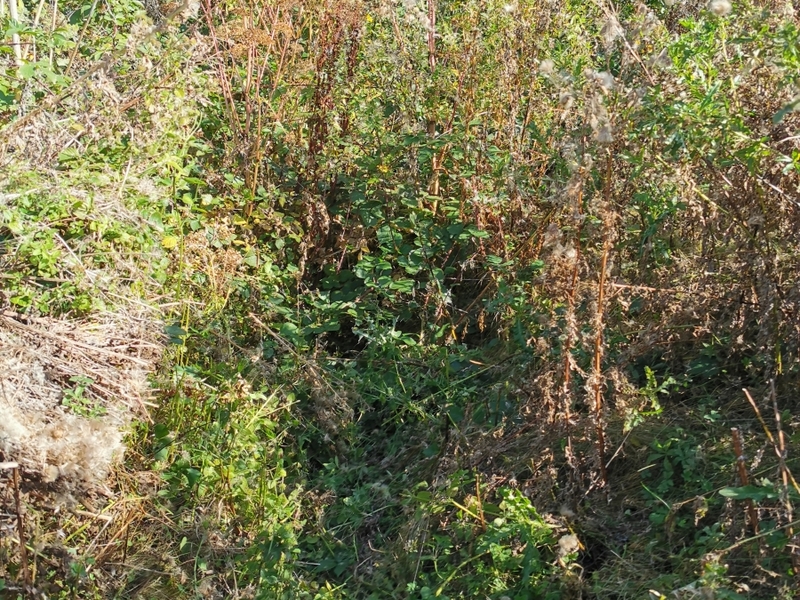 Untitled image