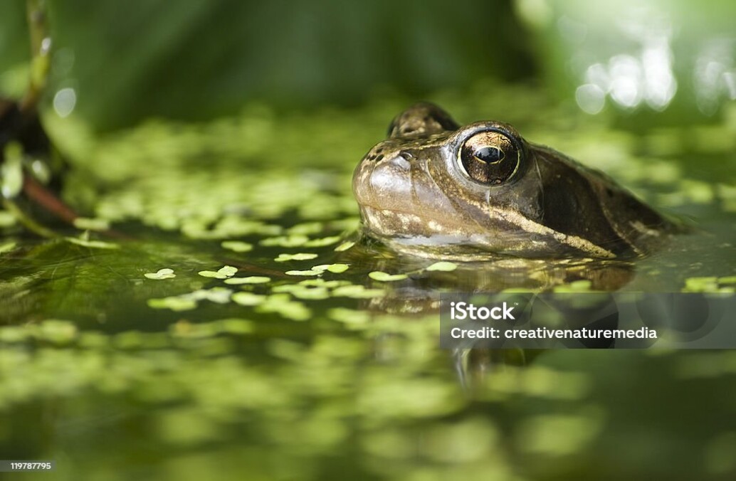 Pond Cleaning